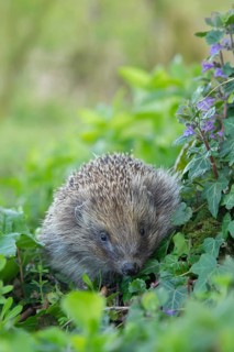 European hedgehog (Erinaceus europaeus) adult animal in a woodland in spring, Suffolk, England,