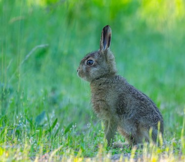 European hare (Lepus europaeus) young animal sitting on a forest path, wildlife, Thuringia,