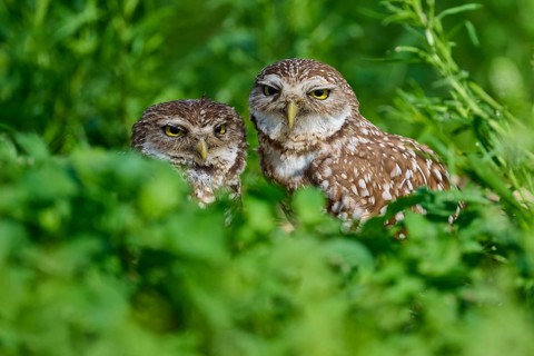 Two burrowing owls (Speotyto cunicularia) sitting together in the meadow, Pembroke Pines, Florida,