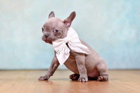 Funny lilac French Bulldog dog puppy holding neck ribbon in mouth in front of studio background