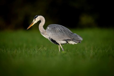 Grey heron (Ardea cinerea), animal portrait, Rosensteinpark, Stuttgart, Baden-Württemberg, Germany,