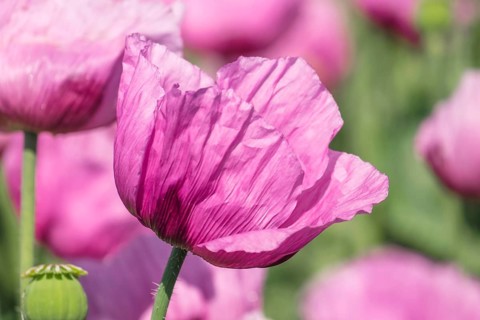 Opium poppy (Papaver somniferum), cultivation of edible poppy, poppy field, Donnersbergkreis,