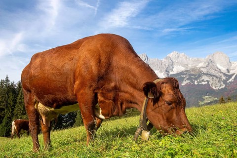 Cow on a mountain pasture near Going, Tyrol. The Wilder Kaiser massif can be seen in the background