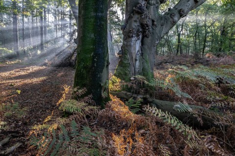 Light in beech forest (Fagus sylvatica) with bracken fern (Pteridium aquilinum), Emsland, Lower