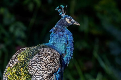 Indian peafowl (Pavo scalloped ribbonfish), recumbent, captive, Germany, Europe