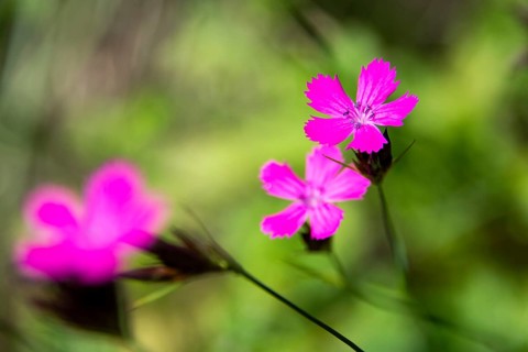 Flowers, Carthusian carnations (Dianthus carthusianorum), Baden-Württemberg, Germany, Europe