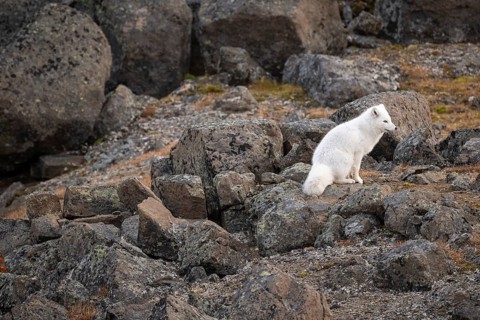 Arctic fox (Vulpes lagopus) in winter coat, Straumsland, Spitsbergen, Svalbard, Norway, Europe