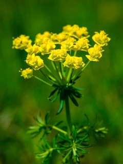 Cypress spurge (Euphorbia cyparissias), Berchtesgaden National Park, Ramsau, Berchtesgadener Land,