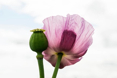 Opium poppy (Papaver somniferum), opium poppy field, Erlenbach, near Heilbronn, Baden-Württemberg,