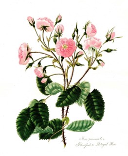 Rosa provincialis, Rose, Old rose, Rose cultivar, Illustration from 1799, Historical, digitally