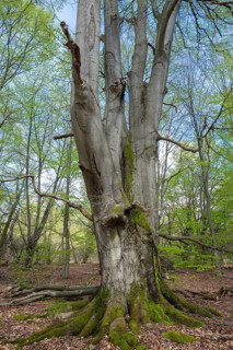 Old copper beech (Fagus sylvatica), trunk base overgrown with moss, Sababurg primeval forest,