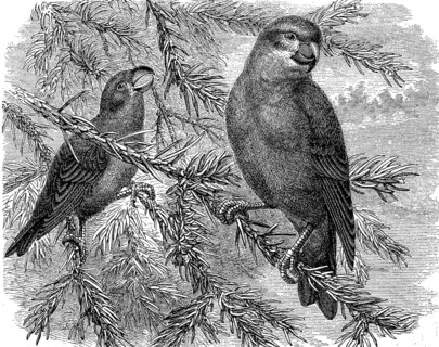 Pine Crossbill, Loxia pytyopsittacus, a songbird of the finch family, historical, digital