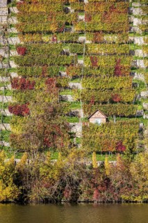 Steep vineyards with vineyard cottages in autumn, landscape on the banks of the Neckar between