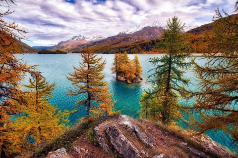 Island with autumn-coloured larches in Lake Sils, Engadin, Canton Graubünden, Switzerland, Europe