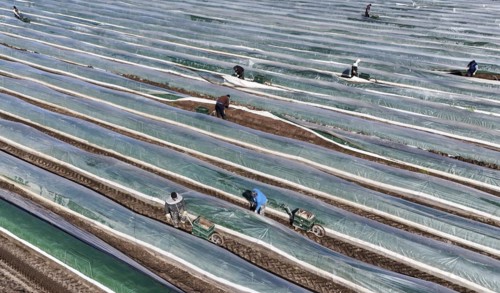 The first asparagus is harvested from a foil-covered asparagus field, Beelitz, 26/03/2024