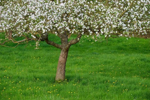 Blossoming apple tree in a green meadow, surrounded by spring flowers, Obernburg, Spessart,