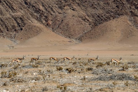 Angola springboks (Antidorcas angolensis) in the Ganamub dry river, Kaokoveld, Kunene region,