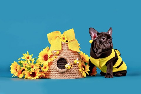 Black French Bulldog dog puppy with bee costume sitting next to beehive and sunflowers on blue
