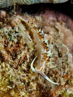 Delicate, long-limbed sea snail with colourful dots, Indian caloria (Caloria indica), crawls over a