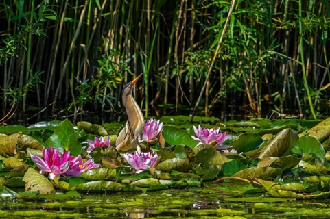 Common little bittern (Ixobrychus minutus, Ardea minuta) adult male resting among water lilies,