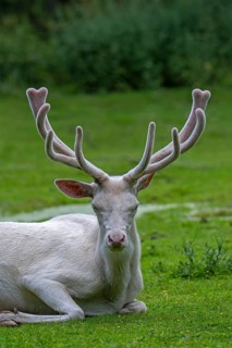 Leucistic red deer (Cervus elaphus) stag, white morph at forest edge with antlers covered in velvet