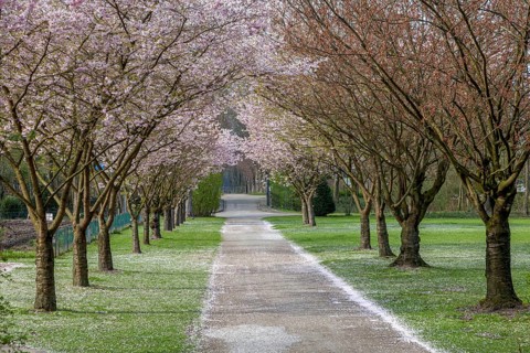 Japanese flowering cherry (Prunus serrulata), Gemen, Münsterland, North Rhine-Westphalia, Germany,