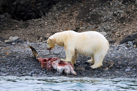 Fat collared polar bear (Ursus maritimus) with radio collar, GPS tracker eating from beached
