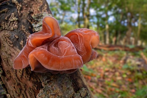 Wood ear, jelly ear fungus, Jew's ear (Auricularia auricula-judae, Tremella auricula) fruit body on