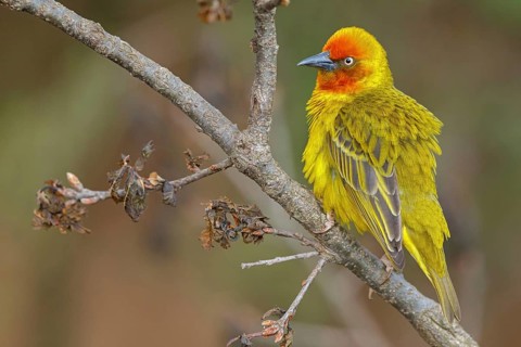 Cape weaver (Ploceus capensis), West Coast National Park, Langebaan, Western Cape, South Africa,