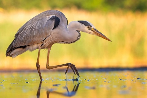 Grey heron (Ardea cinerea), also heron, hunting, fishing, sunrise, shallow water zone, shore zone,