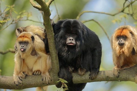Black howler (Alouatta caraya), male and female with young, captive, occurring in South America