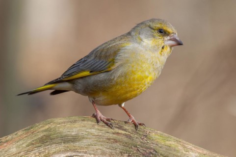 European greenfinch (Carduelis chloris) sitting in the forest. Bas Rhin, Alsace, France, Europe
