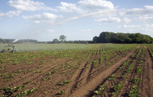 Irrigation water spraying field sugar beet, Iken, Suffolk, England, United Kingdom, Europe