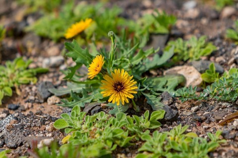 False sowthistle (Reichardia tingitana), Fuerteventura, Canary Island, Spain, Europe