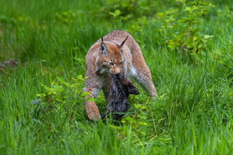 Hunting Eurasian lynx (Lynx lynx) walking with killed muskrat (Ondatra zibethicus) prey in its