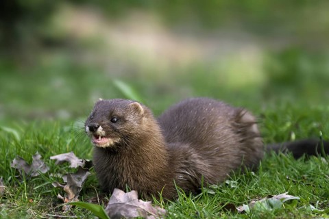 European mink (Mustela lutreola) portrait, Germany, Europe