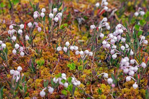 Bog-rosemary (Andromeda polifolia) in flower in Sweden, native to northern parts of the Northern