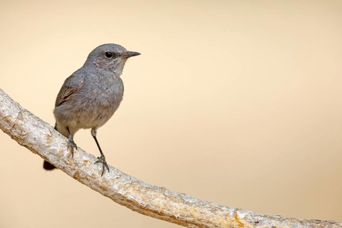 Blackstart, (Cercomela melanura), Grey Chat, Ayn Hamran, Salalah, Dhofar, Oman, Asia