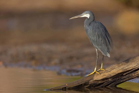 Great Egret, (Egretta gularis), foraging, Raysut, Salalah, Dhofar, Oman, Asia