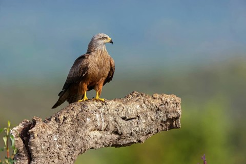 Black kite (Milvus migrans), flight photo, perch, Hides De Calera / Steppe Raptors, Nussloch,