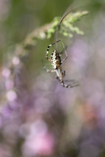 Wasp spider (Argiope bruennichi), Emsland, Lower Saxony, Germany, Europe