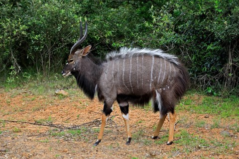Nyala (Tragelaphus angasii), adult, male, foraging, Saint Lucia Estuary, Isimangaliso Wetland Park,