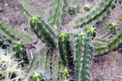 Hedgehog columnar cactus, Encephalartos berlandieri, Mexico, Central America