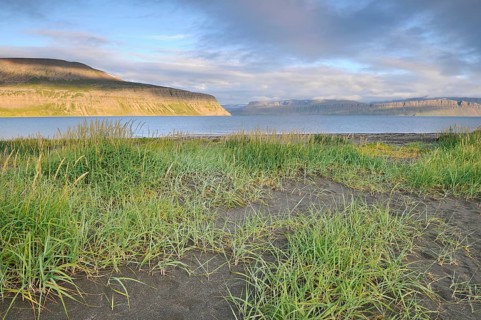 Beach grass, beach, Hesteyri, Hesteyrarfjörður or Hesteyrarfjördur, Hornstrandir, Westfjords,