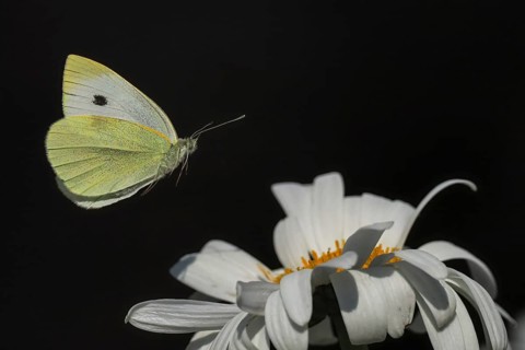 A Small white (Pieris rapae) hovering over a daisy flower against a dark background, Hesse,