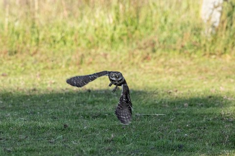 Little owl (Athene noctua), flying, Emsland, Lower Saxony, Germany, Europe