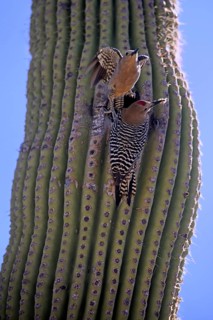 Gila woodpecker (Melanerpes uropygialis), adult, male, female, pair, at breeding den, with food, at