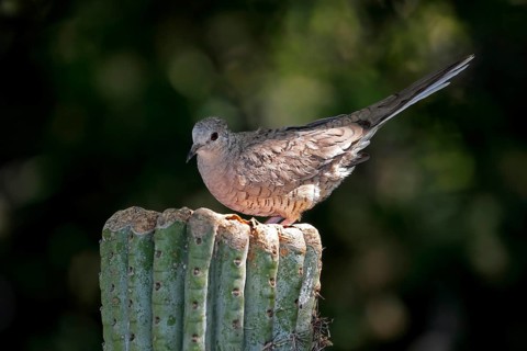 Inca dove (Columbina Inca), adult, on cactus, Sonora Desert, Arizona, North America, USA, North