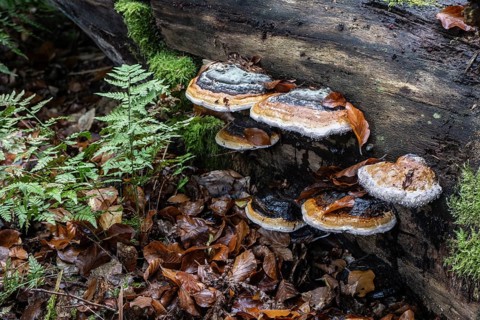 Spruce spurge (Red Banded Polypore), Emsland, Lower Saxony, Germany, Europe