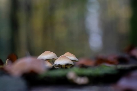 Sulphur tuft (Hypholoma fasciculare), Emsland, Lower Saxony, Germany, Europe
